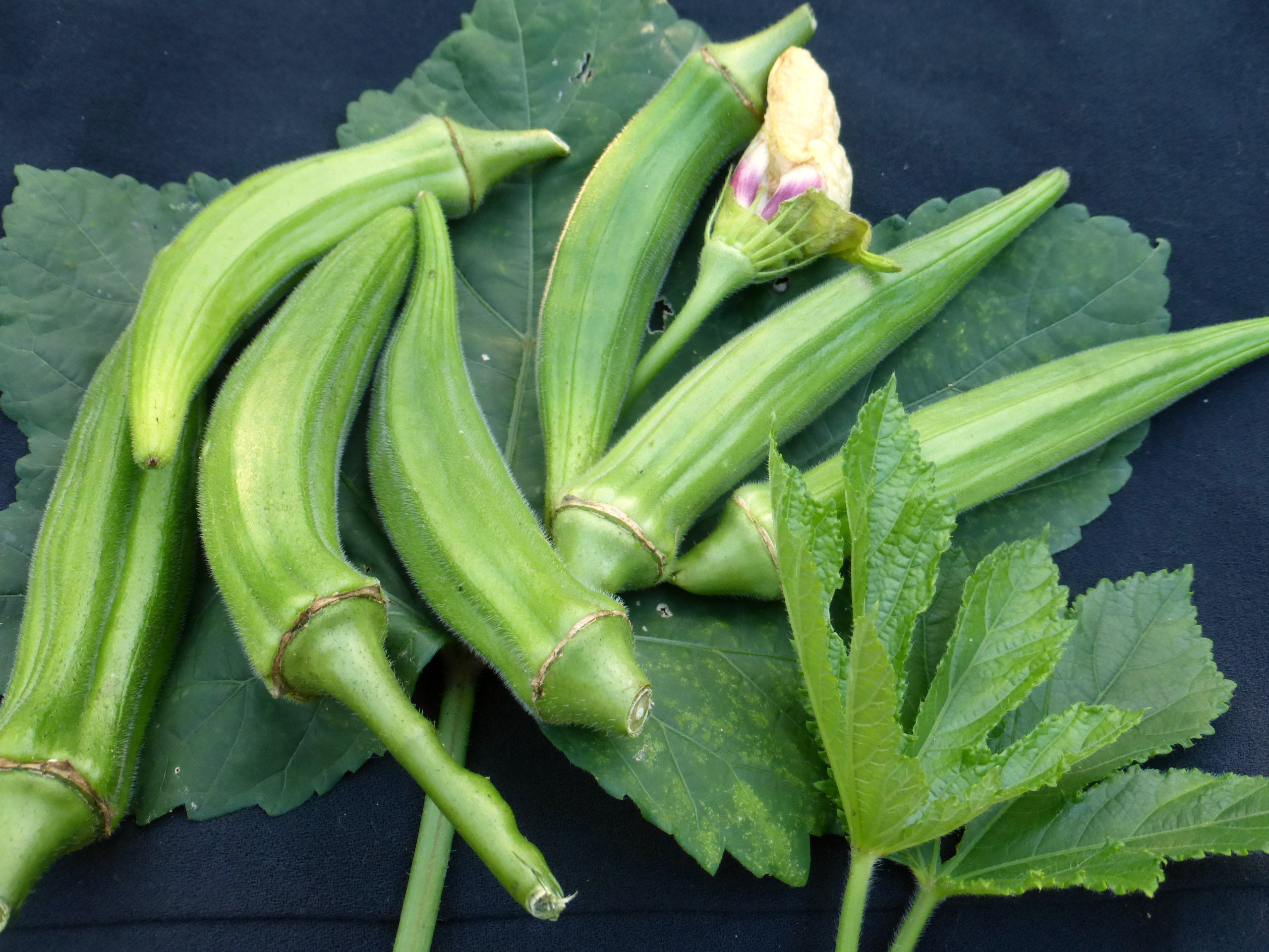 OKRA