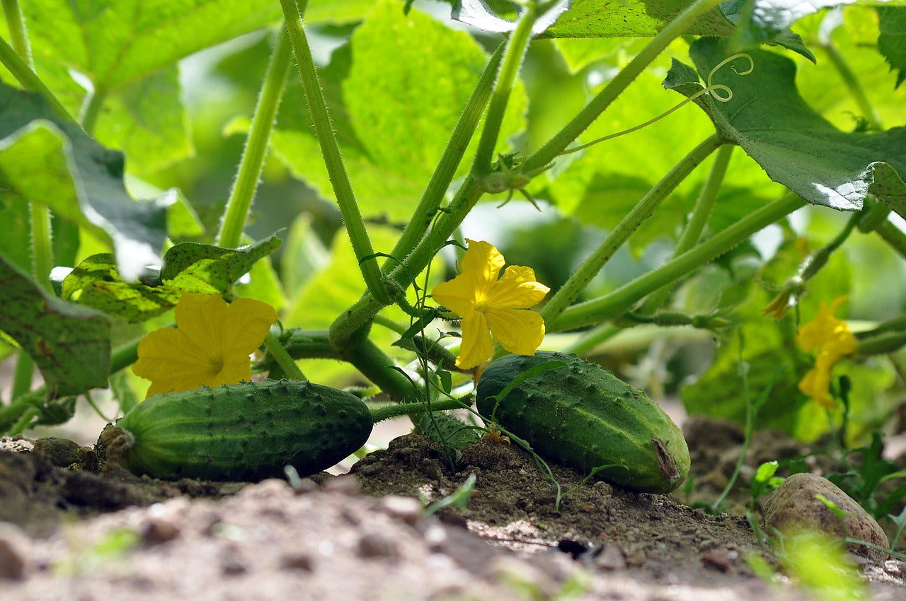 Golden Tip Mini Cucumber F1 Seeds