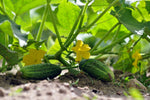Golden Tip Mini Cucumber F1 Seeds